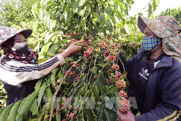 Không nóng vội chuyển đổi cây trồng khi giá cà phê neo ở mức cao