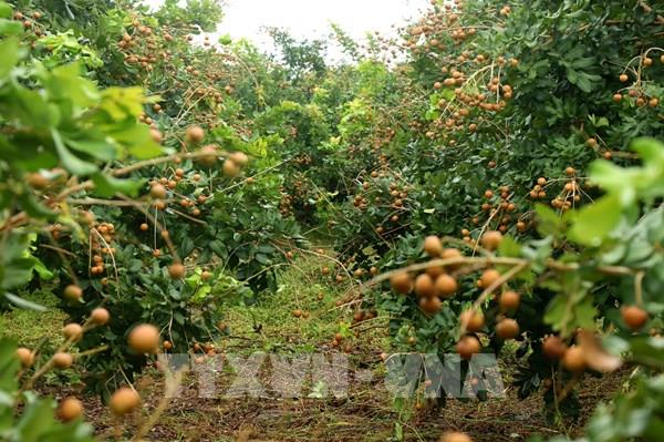 Mỗi năm Cần Thơ xuất khẩu khoảng 250 tấn thanh nhãn