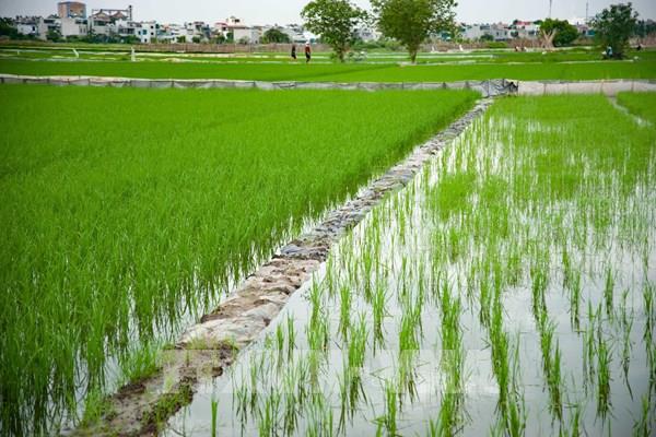 Hà Nội hồi phục sản xuất nông nghiệp sau cơn bão số 2