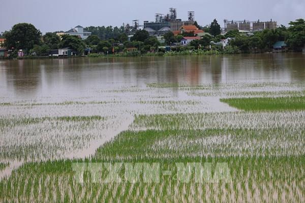 Gần 39.800 ha cây trồng bị ngập úng do ảnh hưởng mưa bão