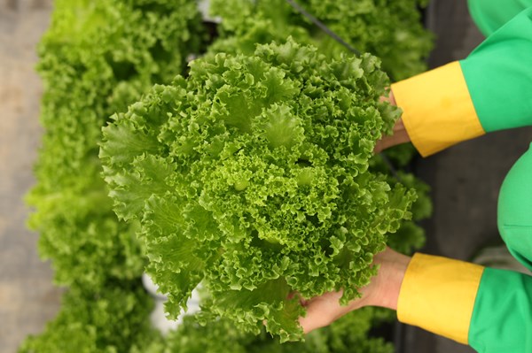 Rau củ sạch Việt Nam được người tiêu dùng thế giới ưa chuộng