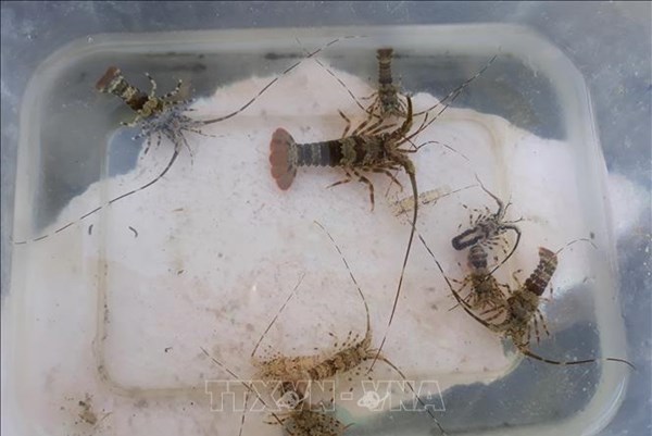 Indonesia cấp phép cho 3 công ty của Việt Nam nuôi tôm hùm giống