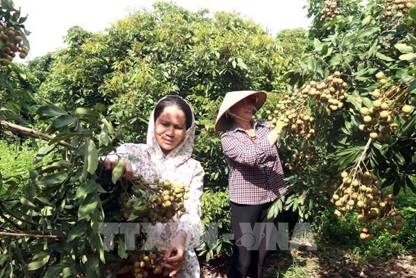 “Thủ phủ” nhãn lồng thiết lập các kênh tiêu thụ