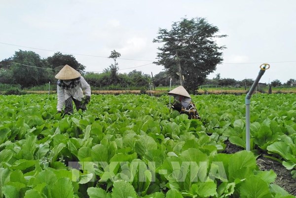 Hợp tác xã tại Quảng Ninh chuyển đổi sang sản xuất xanh