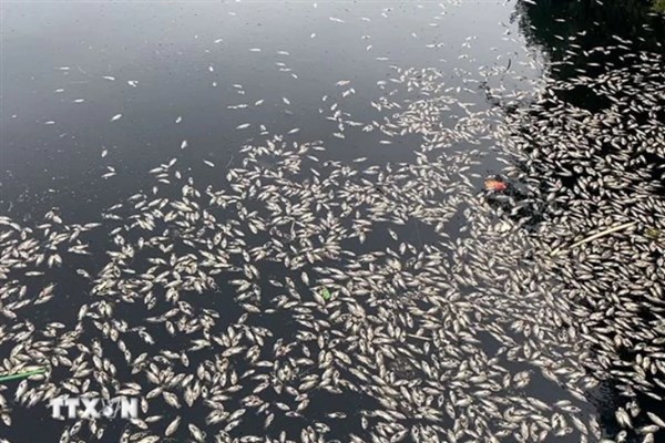 Vụ cá chết hàng loạt ở Nghệ An: Phát hiện nhiều chỉ số vượt ngưỡng trong mẫu nước thải