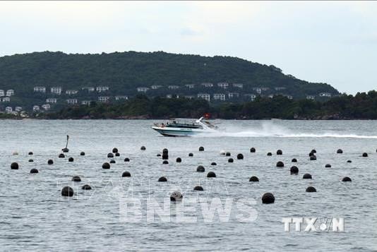 Giao khu vực biển và cấp phép nuôi trai ngọc cho nhà đầu tư, doanh nghiệp