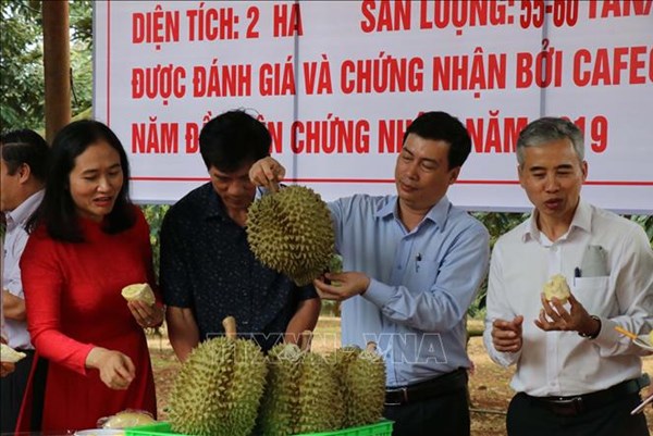 Tạo thị trường bền vững để đưa trái sầu riêng đi xa