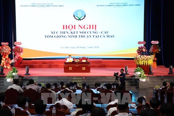 Ninh Thuận kết nối cung cầu tôm giống  tại Cà Mau