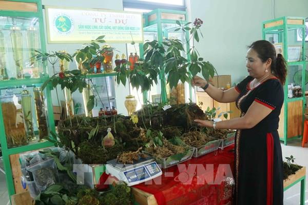 Quảng Nam: Giới thiệu, quảng bá "đặc sản" sâm Ngọc Linh