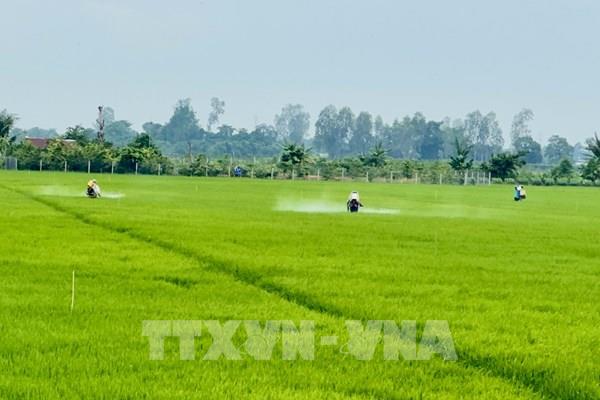 Chính phủ ban hành chính sách hỗ trợ bảo vệ đất trồng lúa