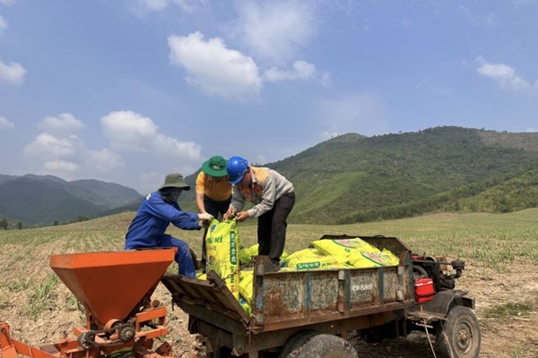 NPK Phú Mỹ gắn kết "Đất màu mỡ - Mía ngọt ngào”