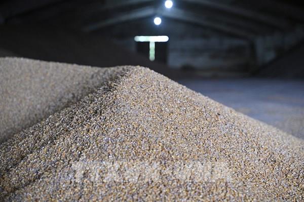 Nắng nóng tác động đến sản lượng ngô của Ukraine