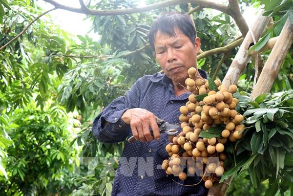 Nhãn lồng Hưng Yên sẵn sàng chinh phục thị trường Nhật Bản