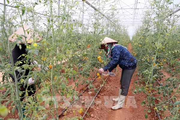 Lào Cai gỡ "điểm nghẽn" để phát triển kinh tế tập thể