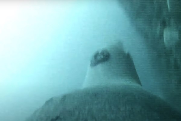 Gắn camera vào sư tử biển để vẽ bản đồ môi trường sống dưới đáy biển