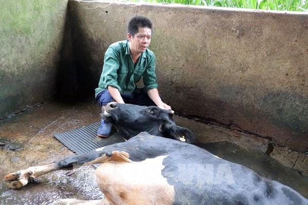 Tạm dừng sử dụng vaccine phòng bệnh viêm da nổi cục để xác định nguyên nhân bò sữa chết tại Lâm Đồng