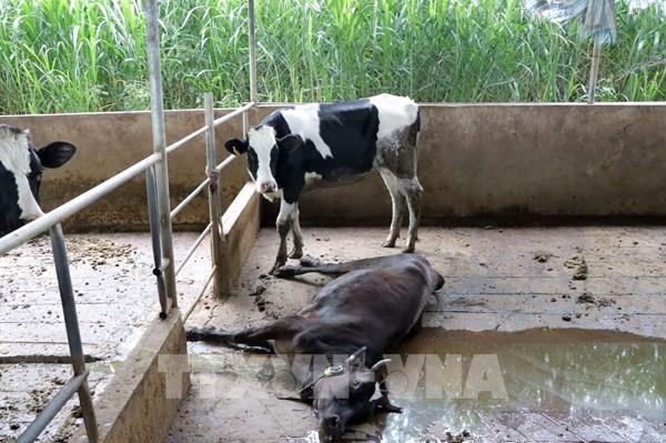 Lâm Đồng: Nhiều đàn bò phát bệnh trở lại, chủ hộ chăn nuôi có tâm lý buông xuôi