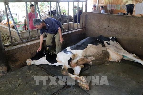 Sẽ sớm có kết quả nguyên nhân vụ bò sữa chết tại Lâm Đồng