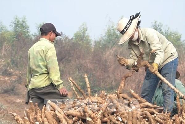 Phát triển vùng nguyên liệu để sản xuất nhiên liệu sinh học