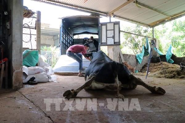 Dồn sức cứu đàn bò sữa Lâm Đồng