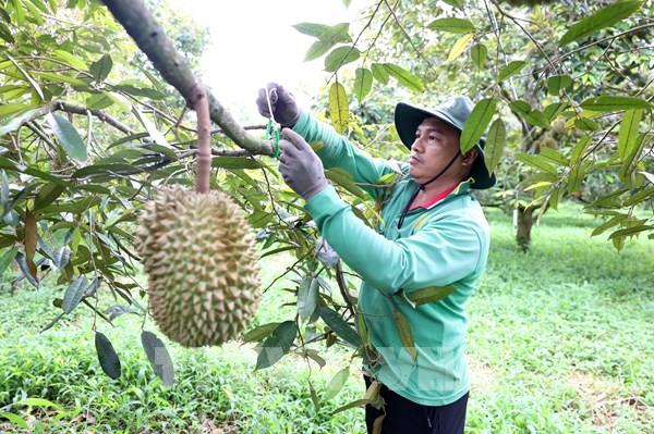 PVFCCo cung cấp phương pháp canh tác tiên tiến cho thủ phủ sầu riêng