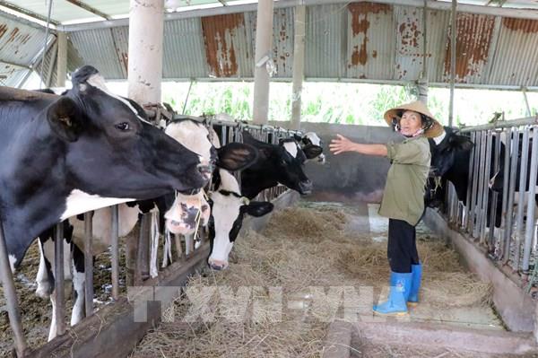 Khẩn trương hoàn thiện phác đồ điều trị để cứu đàn bò sữa Lâm Đồng