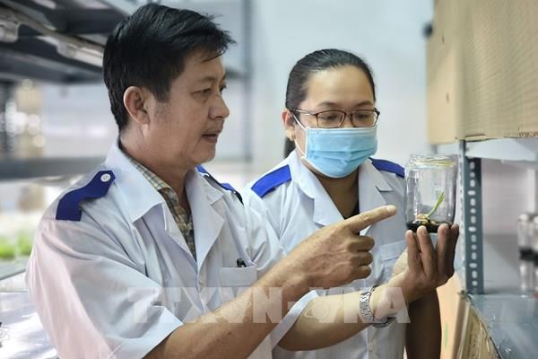 Nhân giống dừa thành công bằng phương pháp nuôi cấy mô