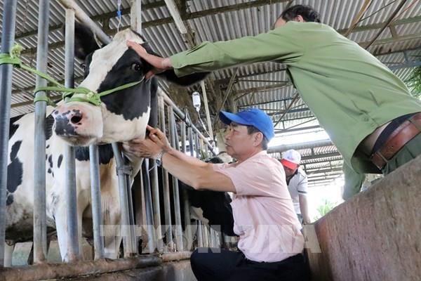 Vụ bò sữa chết ở Lâm Đồng: Đã xác định nguyên nhân chính 