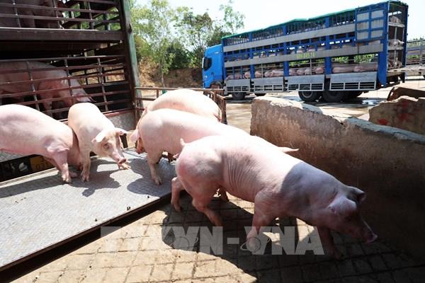 Khó khăn di dời các cơ sở chăn nuôi ra khỏi khu dân cư 