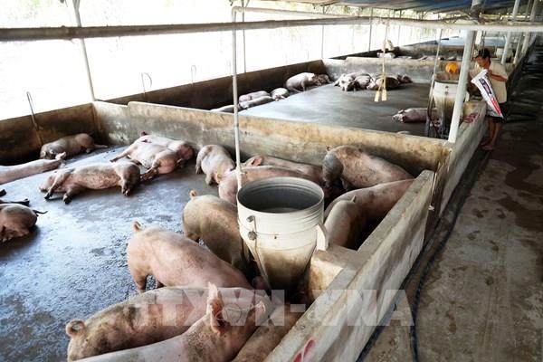 Xử lý môi trường sau bão lũ đồng bộ để bảo vệ, khôi phục đàn gia cầm