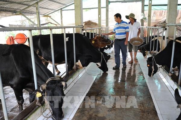 Số hóa chăn nuôi giảm phát thải