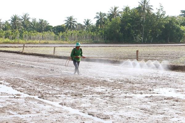 Giá lúa tăng, nông dân gieo sạ lúa Thu Đông không theo khuyến cáo