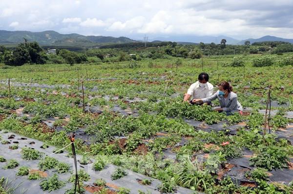Kiến nghị tháo điểm “nghẽn” giao thông cho vùng dược liệu tập trung