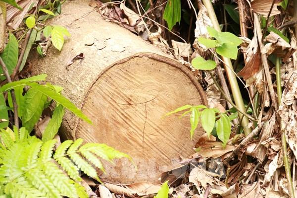 Vụ phá rừng tự nhiên ở Đakrông (Quảng Trị): Khẩn trương điều tra, xác minh đối tượng vi phạm