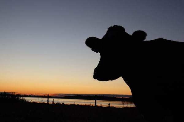 Công ty sữa New Zealand bị phạt vì gian lận nguồn gốc sản phẩm