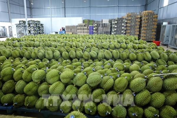 Ban hành Quy trình kiểm soát an toàn thực phẩm đối với quả sầu riêng tươi xuất khẩu