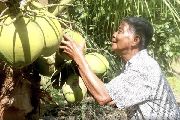 Tạo điều kiện cho quả dừa sáp Trà Vinh “xuất ngoại”