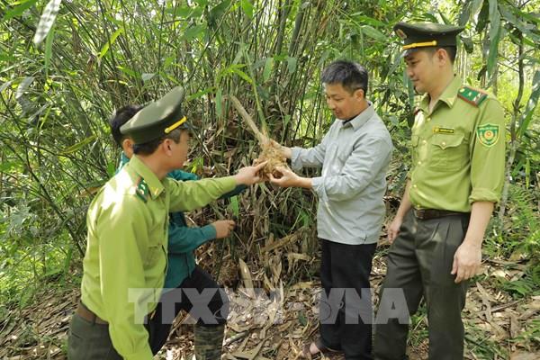 Lợi ích lớn từ chính sách chi trả dịch vụ môi trường rừng