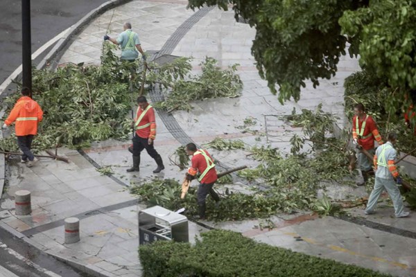 Nhật Bản mất cây tuyết tùng 3.000 năm tuổi