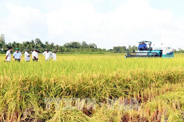 Thị trường nông sản: Giá gạo xuất khẩu biến động