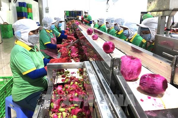 Nâng cấp Hiệp định ATIGA: Cơ hội cho nông sản Việt sang thị trường Halal
