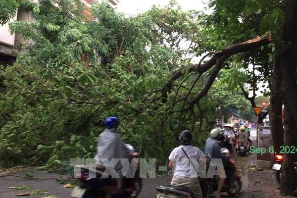 Hà Nội nhiều cây xanh bị đổ sau cơn mưa to do ảnh hưởng bão số 3