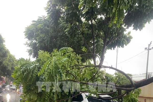 Hà Nội: 226 cây xanh đổ gẫy do ảnh hưởng hoàn lưu trước bão số 3