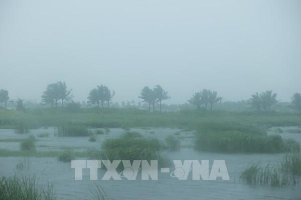 Bão số 3 Yagi: Mưa, gió diện rộng tại Hải Phòng