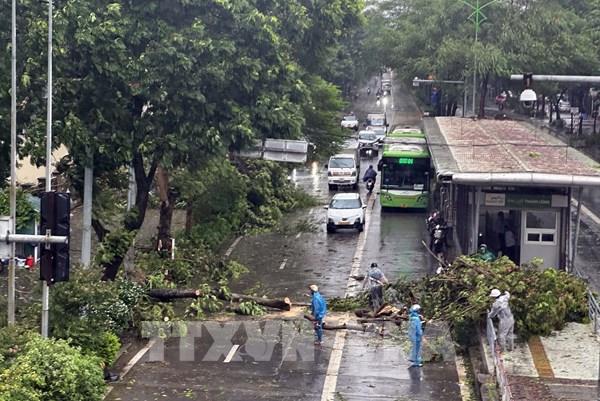 Hà Nội: Hình ảnh cây xanh gãy đổ khắp nơi do ảnh hưởng mưa bão