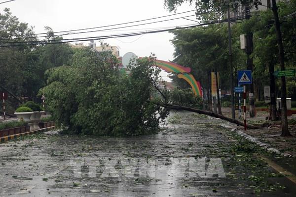 Thái Bình cây xanh đổ la liệt, mất điện diện rộng