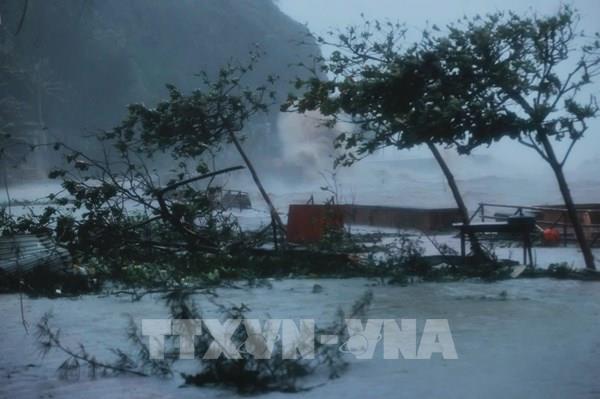 Hải Phòng mất điện diện rộng, nhiều cây bật gốc