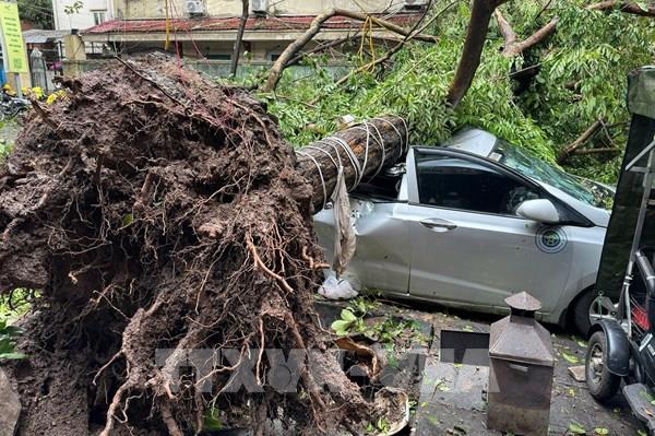 Cây đổ đè bẹp, hỏng ô tô do bão số 3: Có được đền bù không?