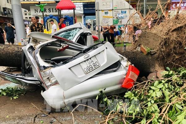 Hà Nội làm gì để bảo vệ, khôi phục cây xanh đổ sau bão?