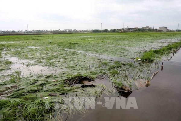 Ảnh hưởng bão số 3: Trên 126.000 ha lúa, hoa màu và cây ăn quả bị ngập, hư hại